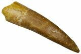 Fossil Plesiosaur (Zarafasaura) Tooth - Morocco #369985-1